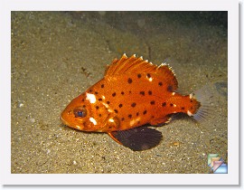 2007-11-28 Redondo Night Dive * (23 Slides)